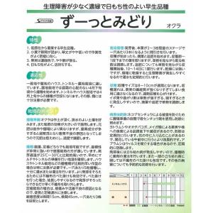 オクラ ずーっとみどり 1000粒 (株)サカ...の詳細画像1