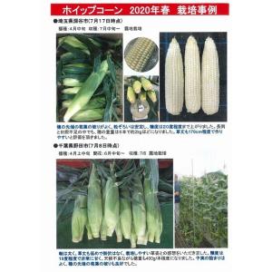 とうもろこし ホイップコーン 200粒 タキイ...の詳細画像5