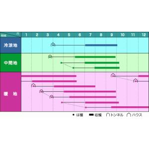 オクラ ブルースカイZ 1dl ヴィルモランみ...の詳細画像1