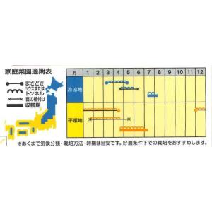 スイカ ピノガール 5粒 ナント種苗(株)の詳細画像1