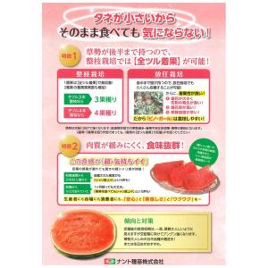 スイカ ピノガール 5粒 ナント種苗(株)の詳細画像2