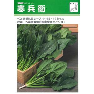 ほうれんそう 寒兵衛 3万粒(種子サイズ:M)...の詳細画像1