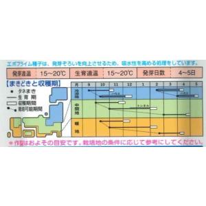 ほうれんそう 寒兵衛 3万粒(種子サイズ:M)...の詳細画像3