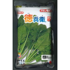 野菜の種/種子 朝霧・ちぢみほうれんそう 1L (大袋) : ベジタブル
