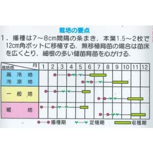 カリフラワー バロック 20ml (株)サカタのタネの詳細画像1