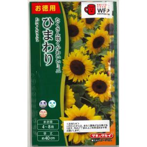 花の種 お徳用パック ひまわり畑 大輪一重咲黄色 タキイ種苗（株
