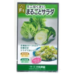 白菜 ミニはくさい まるごとサラダ 1ml （株）大和農園