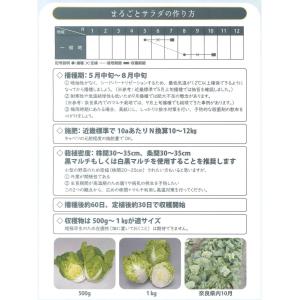 白菜 ミニはくさい まるごとサラダ 1ml (...の詳細画像3
