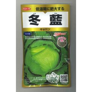 キャベツ 冬藍 ペレット種子 300粒 (株)サ...の商品画像