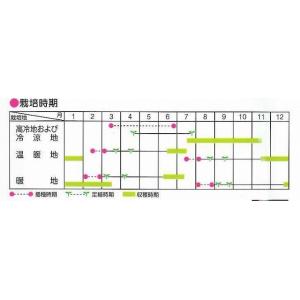 キャベツ 冬藍 ペレット種子 300粒 (株)...の詳細画像4