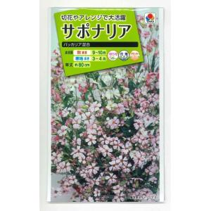花の種 リナリア グッピー混合 小袋 タキイ種苗（株）(NL200