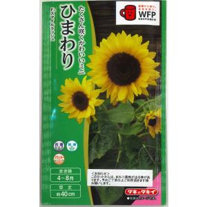 ヒマワリ 23- ZX-4R Full Exhaust BLADE 発売 – モリワキエンジニアリング