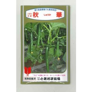 きゅうり 秋華 350粒 （株）ときわ研究場