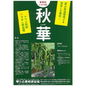 きゅうり 秋華 350粒 (株)ときわ研究場の詳細画像1