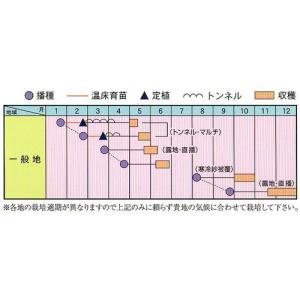 白菜 オレンジミニ 小袋 (株)アサヒ農園の詳細画像1