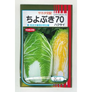 白菜 ちよぶき70 20ml （株）サカタのタネ