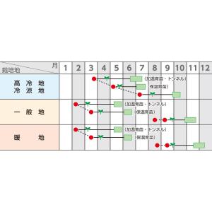 白菜 ちよぶき70 20ml (株)サカタのタネの詳細画像1