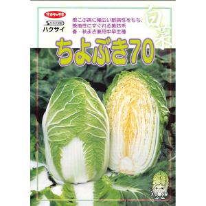 白菜 ちよぶき70 20ml (株)サカタのタネの詳細画像3