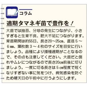 たまねぎ ケルたまルビー 1.8ml タキイ種...の詳細画像2
