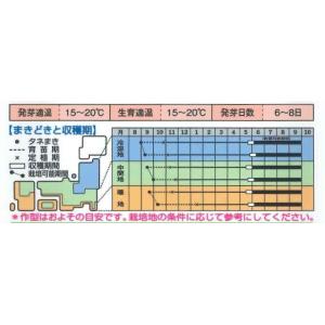 たまねぎ ケルたまルビー 1.8ml タキイ種...の詳細画像3