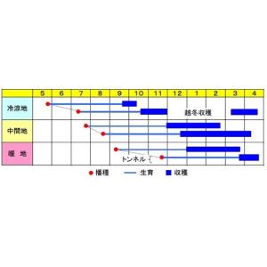 人参 べにもり五寸 ペレット種子1万粒 渡辺農...の詳細画像1