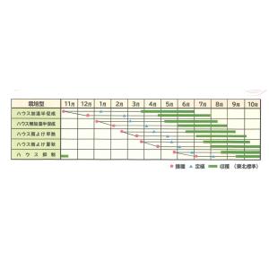 ミニトマト CFプチぷよ2 (7粒)(株)渡辺採種場の詳細画像1