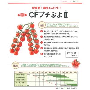 ミニトマト CFプチぷよ2 (7粒)(株)渡辺採種場の詳細画像2