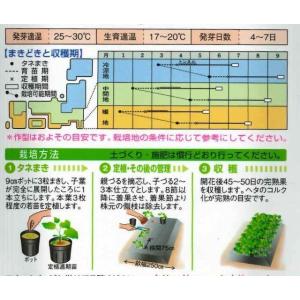 かぼちゃ ロロン 8粒 タキイ種苗 (株)RFの詳細画像2