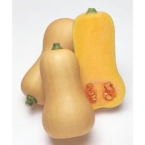 かぼちゃ バターナッツ 100粒 タキイ種苗(株)の詳細画像1