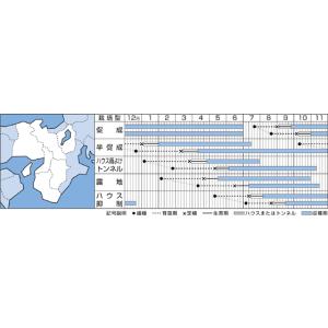 ピーマン 京ひかり 27粒 タキイ種苗(株) DFの詳細画像1