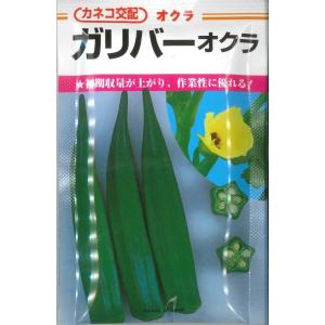 オクラ　ガリバー　1dl 　 カネコ交配