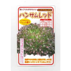 レタス　ハンサムレッド　100粒　横浜植木（株）