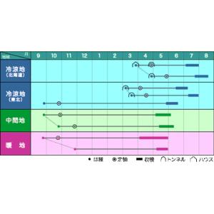 そら豆 大天 23粒 ヴィルモランみかど(株)の詳細画像1