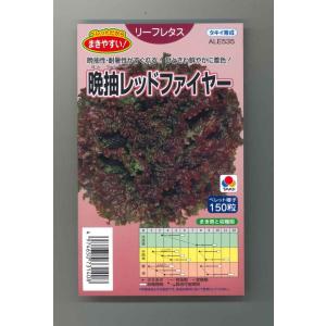 野菜の種/種子 晩抽レッドファイヤー・リーフレタス 5000粒（大袋