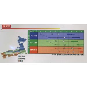 スイカ F1マダーボール 8粒 ヴィルモランみ...の詳細画像1
