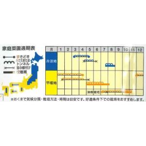 スイカ 羅皇(らおう) 7粒 ナント種苗(株)の詳細画像1