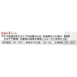 スイカ 羅皇(らおう) 7粒 ナント種苗(株)の詳細画像2