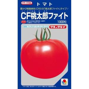 大玉トマト CF桃太郎ファイト 1000粒タキイ種苗（株）