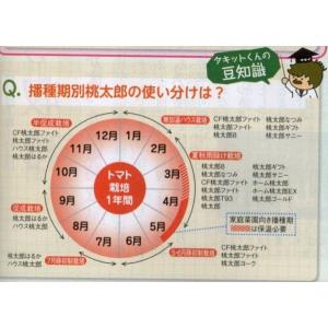 大玉トマト CF桃太郎ファイト 1000粒タキ...の詳細画像5