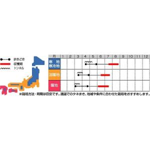 とうもろこし ゴールドラッシュ 2000粒 (...の詳細画像3