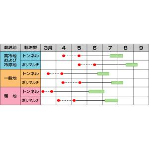 とうもろこし ゴールドラッシュ86 200粒(...の詳細画像2
