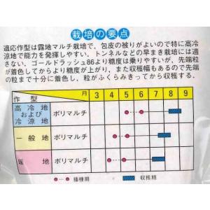 とうもろこし ゴールドラッシュ88 200粒 ...の詳細画像1