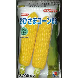 とうもろこし ミルキーシュガー 85(2000粒) トキタ種苗 : グリーン