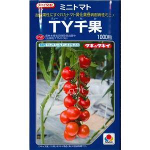 トマト　TY千果　1000粒　タキイ種苗（株）｜グリーンロフトネモト