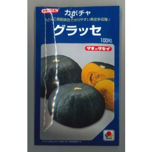 かぼちゃ 特濃こふき5.6 500粒 ナント種苗（株） : グリーンロフト