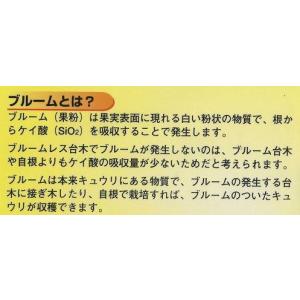 台木(きゅうり用) パワーZ2 350粒 (株...の詳細画像1