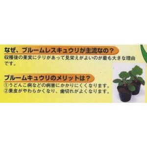 台木(きゅうり用) パワーZ2 350粒 (株...の詳細画像2