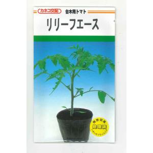 台木(トマト用) Bバリア 1000粒 タキイ種苗（株） : グリーンロフト
