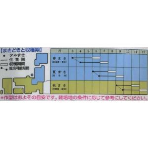 ビーツ デトロイト・ダークレッド 1dl タキ...の詳細画像1
