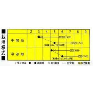 枝豆 湯あがり娘 2000粒 カネコ種苗(株)の詳細画像2